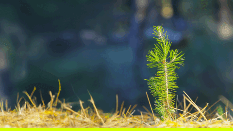 Forêt : Québec et Ottawa doivent travailler en synergie